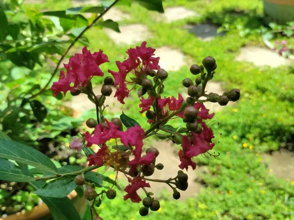 House for rent hoi an mvpvietnam